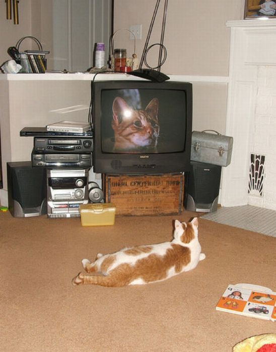 Животные смотрят телевизор (78 фото)