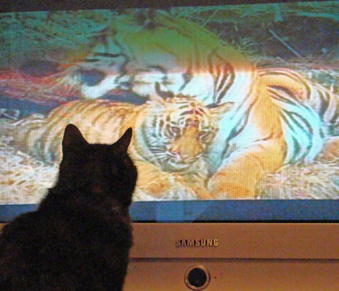 Животные смотрят телевизор (78 фото)