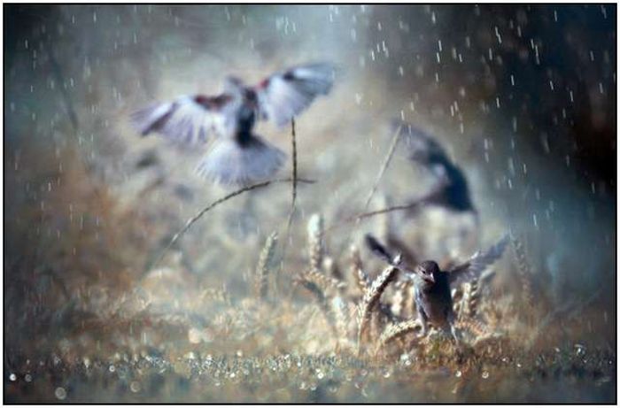 Красивые фотографии дождя (35 фото)
