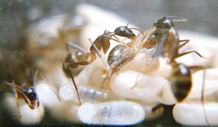 Рождение муравья (10 фото)