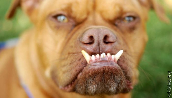 Смешные собаки (110 фото)