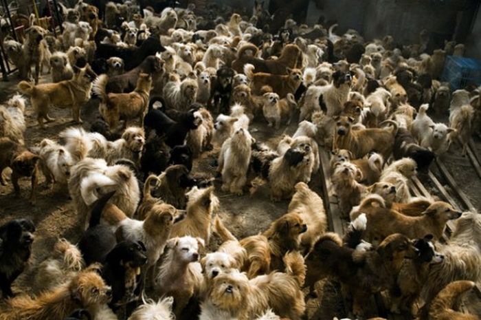1500 собак и 200 котов (15 фото)