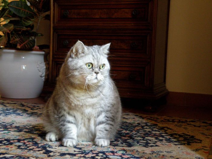 Толстая кошка Джули стала звездой интернета (19 фото)