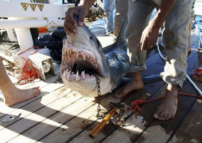 Акула-убийца из Египта (5 фото)