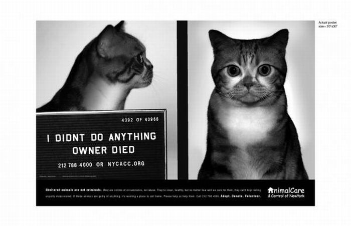 Социальная реклама о защите животных (100 фото)
