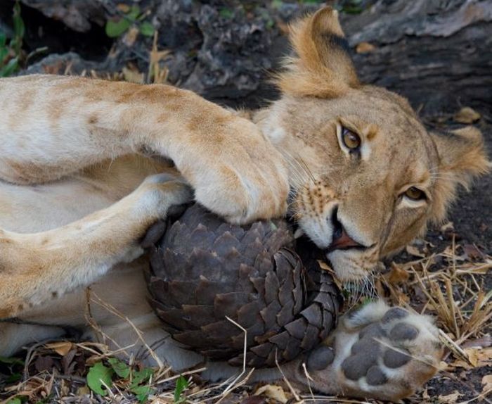 Лев попытался съесть панголина (4 фото)