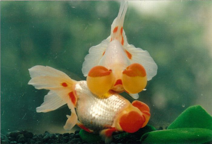 Золотые рыбки с выпуклыми глазами (20 фото)