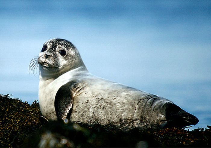 Прикольные маленькие тюлени (101 фото)