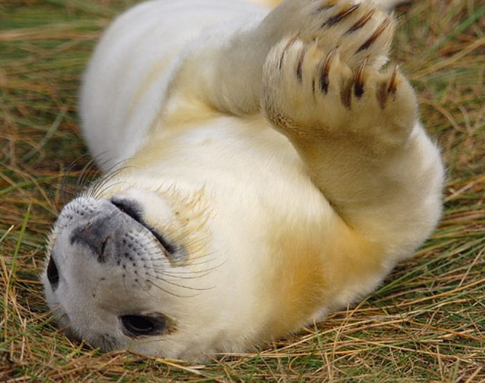 Прикольные маленькие тюлени (101 фото)