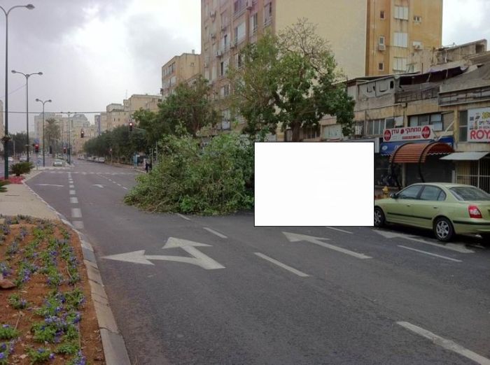 Дерево уничтожило автомобиль (9 фото)