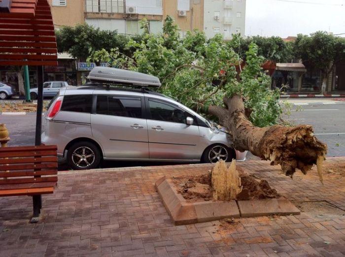 Дерево уничтожило автомобиль (9 фото)