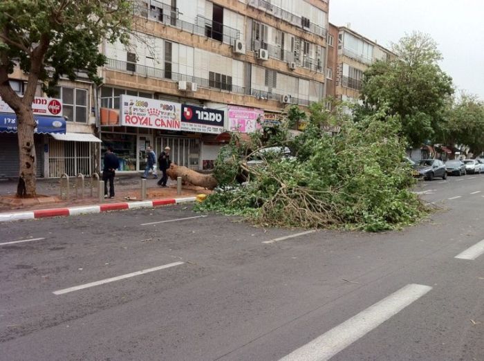 Дерево уничтожило автомобиль (9 фото)