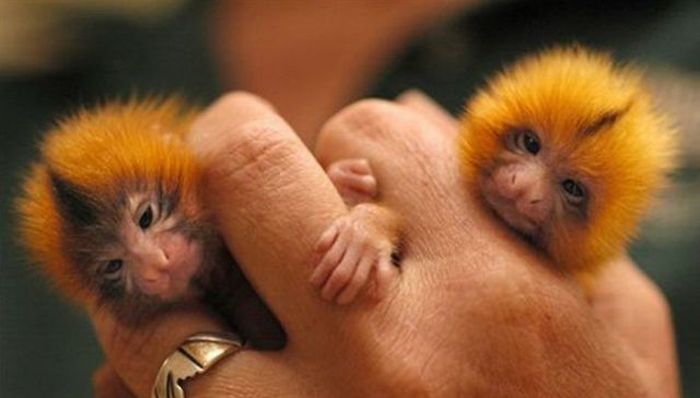 Маленькие обезьянки (16 фото)