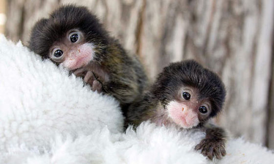 Маленькие обезьянки (16 фото)