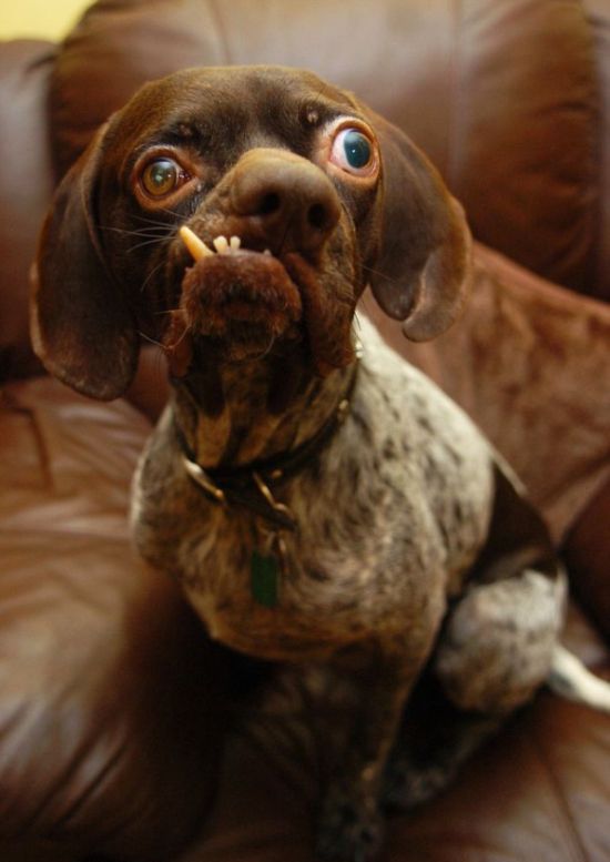 Самая уродливая собака Британии (3 фото)