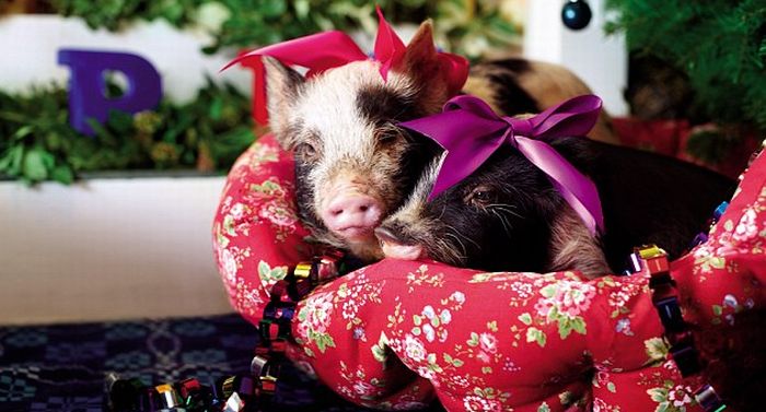 Мини-свинки и Рождество (11 фото)