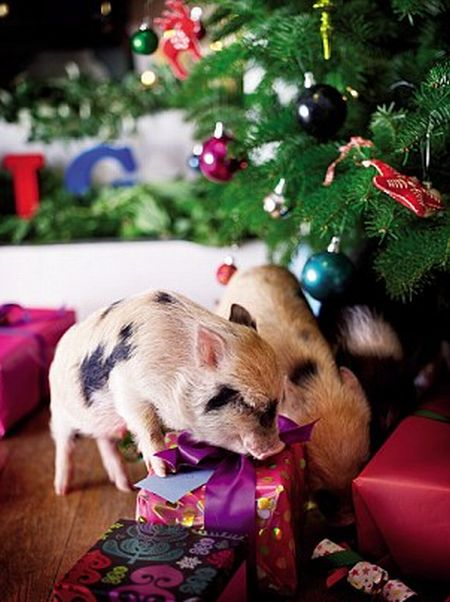 Мини-свинки и Рождество (11 фото)
