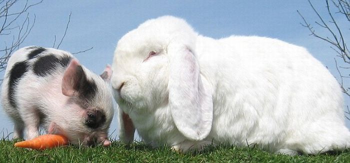 Позитив дня. Мини-свинка и кролик (4 фото)