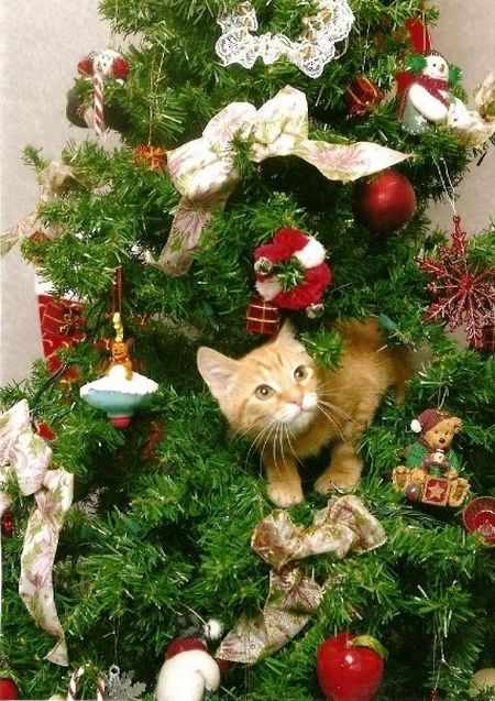 Коты в новогодних елках (20 фото)