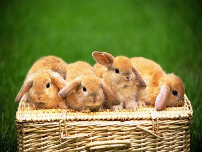 Кролики (40 фото)