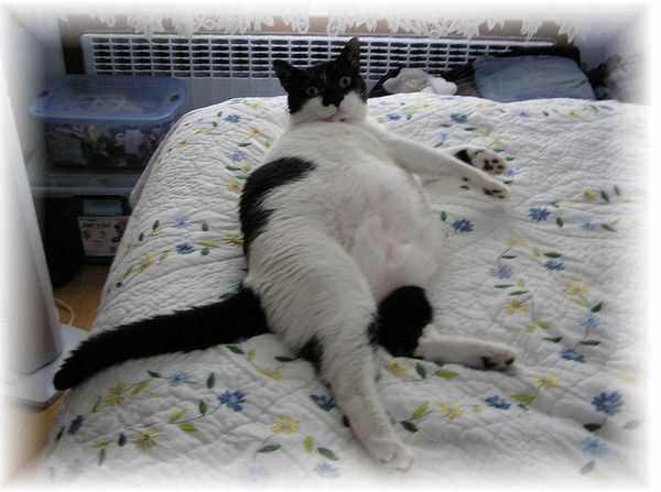 Толстые коты (50 фото)