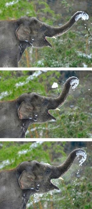 Слоны играют со снегом в зоопарке Берлина (14 фото)
