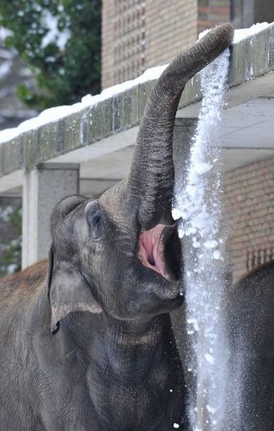 Слоны играют со снегом в зоопарке Берлина (14 фото)
