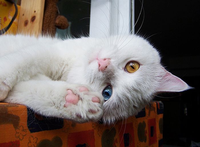 Кот с разным цветом глаз (7 фото)
