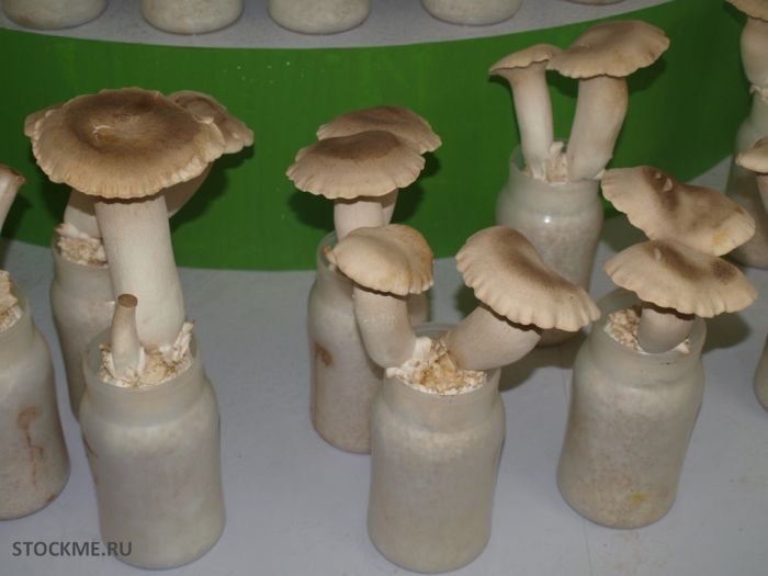 Как выращивают китайские грибы (13 фото)