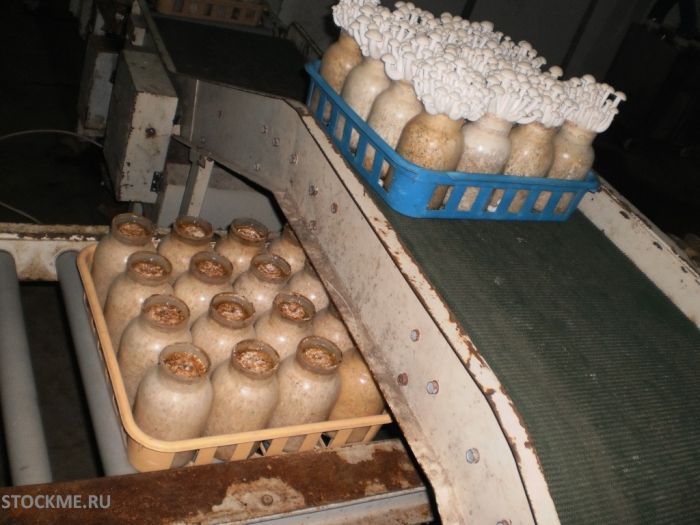 Как выращивают китайские грибы (13 фото)