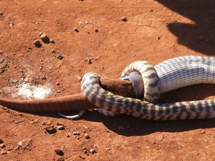 Змея съела большую ящерицу (15 фото)
