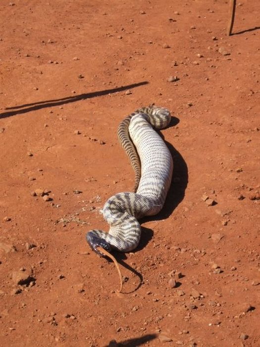 Змея съела большую ящерицу (15 фото)