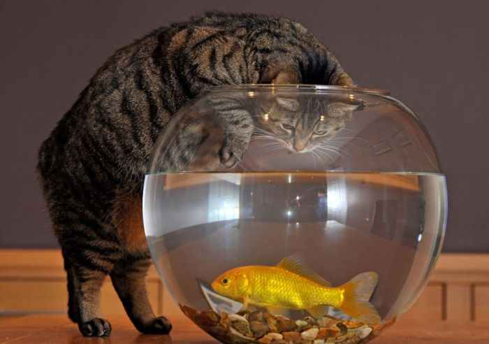 Кошка и золотая рыбка (4 фото)