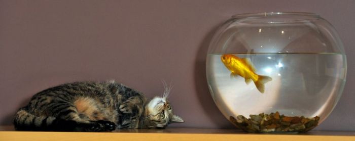 Кошка и золотая рыбка (4 фото)