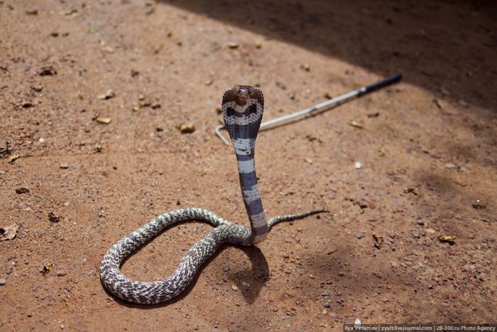 Укротитель змей из Шри-Ланки (27 фото)