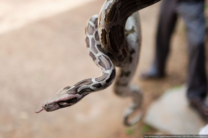 Укротитель змей из Шри-Ланки (27 фото)
