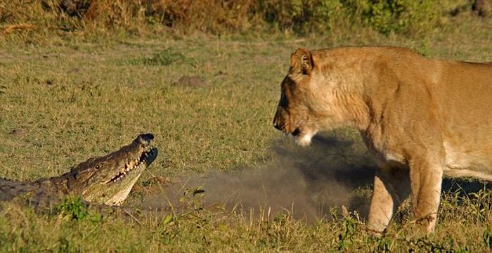 Три львицы против крокодила (9 фото)