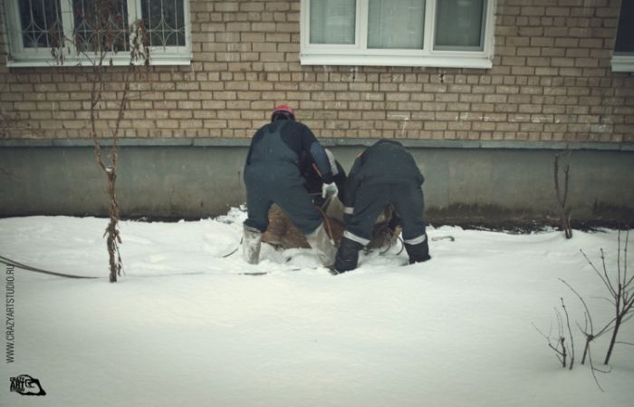 Олененок на улицах Ярославля (43 фото)