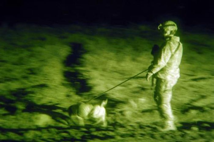 Собаки на службе в армии (28 фото)