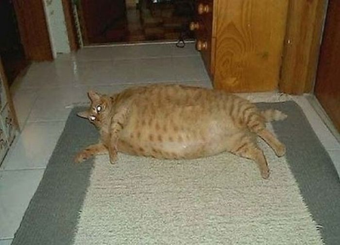 Животные, страдающие ожирением (100 фото)