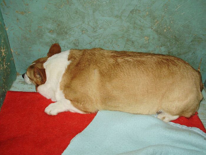 Животные, страдающие ожирением (100 фото)