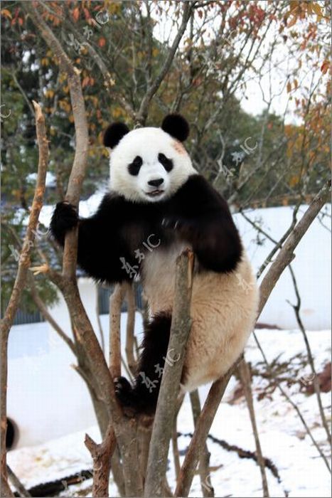 Панда радуется снегу (30 фото)