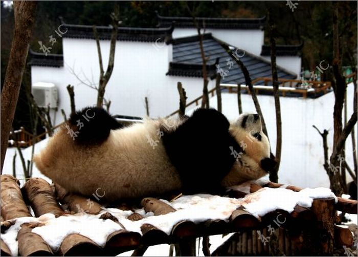 Панда радуется снегу (30 фото)