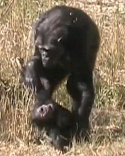 Шимпанзе оплакивает свое дитя (4 фото + видео)