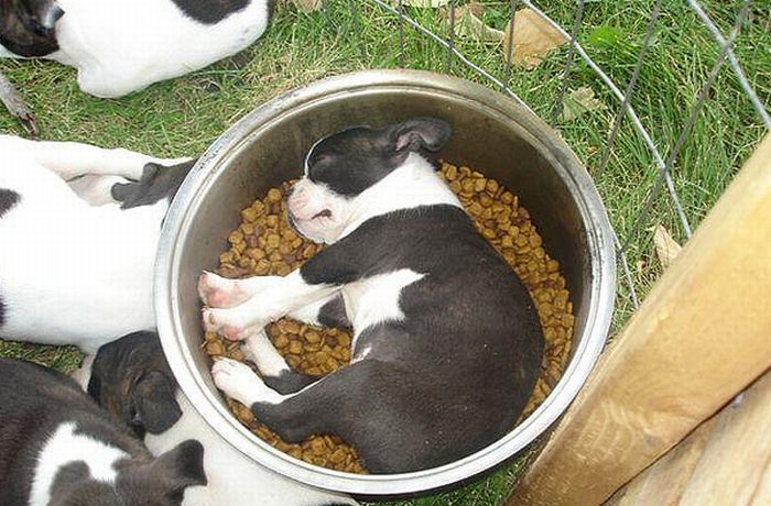 Собаки, заснувшие во время еды (23 фото)