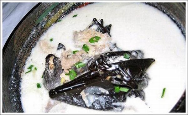 Суп из летучих мышей (11 фото)