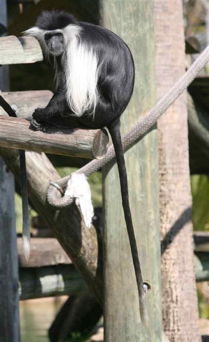 Черно-белые гверецы (14 фото)
