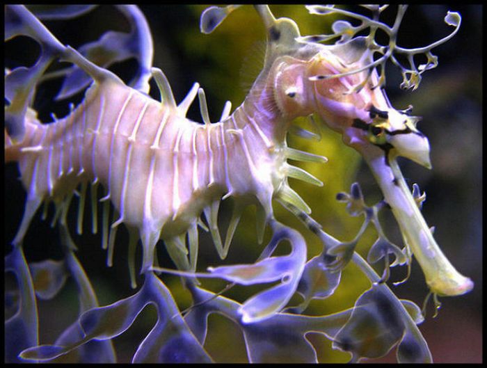 Лиственные морские драконы (44 фото)