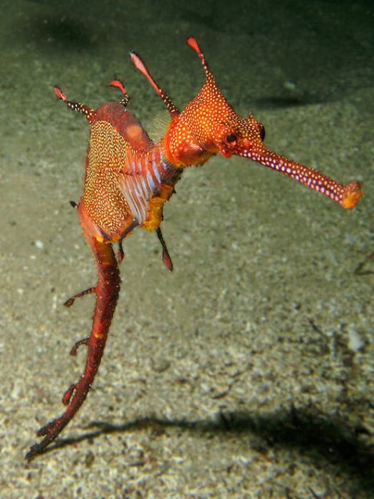 Лиственные морские драконы (44 фото)