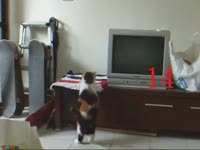 Кот с лишним весом пытается запрыгнуть (2.5 мб)